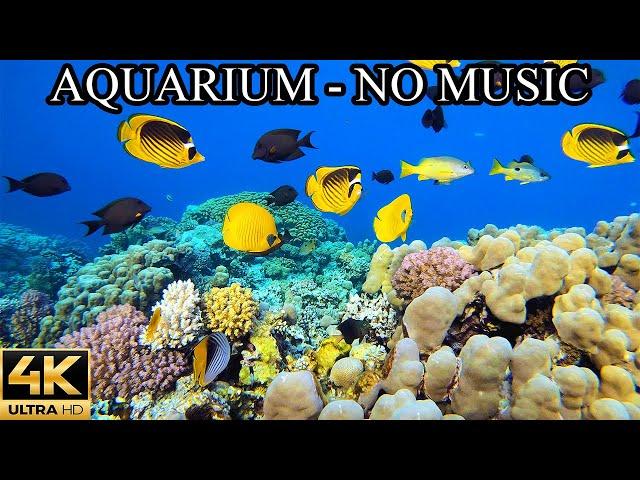 AQUARIUM 4K Coral Reef 4K Aquarium NO Music NO Ads - 12 Hours | Aquarium Sounds For Sleeping