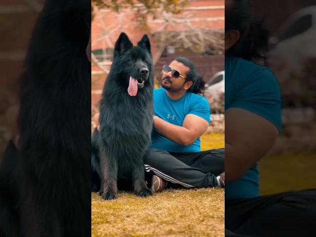 Pakistan's Biggest German Shepherd Dog | Gsd Pakistan | Gsd Dog #shorts