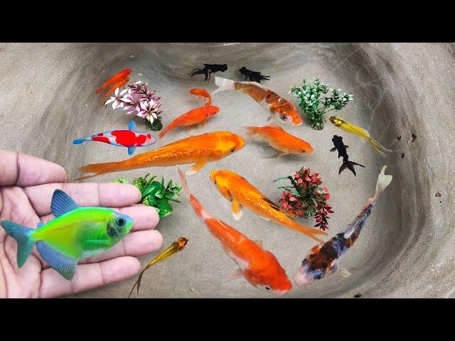 Serok ikan hias warna-warni, ikan koi, ikan mas koki, ikan komet, ikan gurami, kura-kura brazil lucu