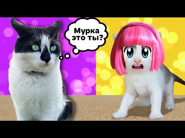 СМЕШНЫЕ РОЗЫГРЫШИ ДЛЯ КОТОВ! КОТ Малыш и КОШКА МУРКА и НОВЫЕ ПРИКОЛЫ