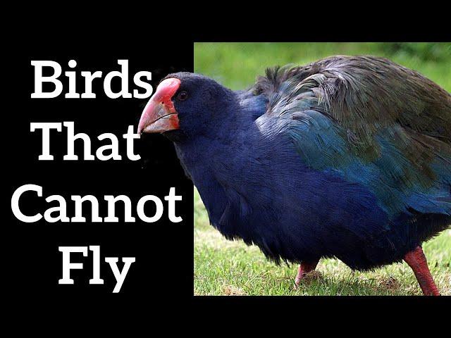 Flightless Birds - Why Do Birds Become Flightless?