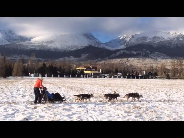 Dog sledding adventures with huskies in Slovakia www.adventoura.eu