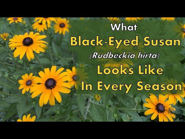 What Black-Eyed Susans (Rudbeckia hirta) Look Like in Each Season