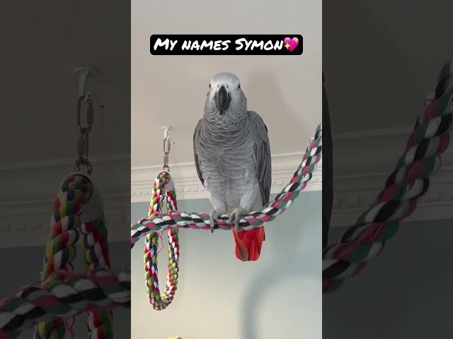 Symon the African Grey Parrot knows her name #africangreyparrot #symon #babyparrot #talkingparrot