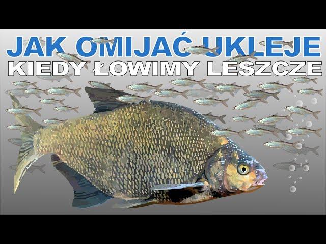 Jak omijać ukleje, kiedy łowisz leszcze