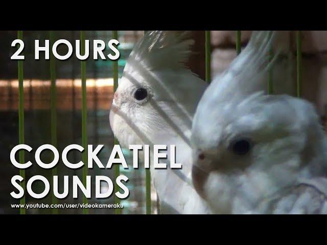 WHITE FACED COCKATIEL SOUNDS (HQ Audio) - Male & Female Cockatiels