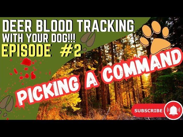 Train your dog at home to blood track deer.  What word are you gonna use?