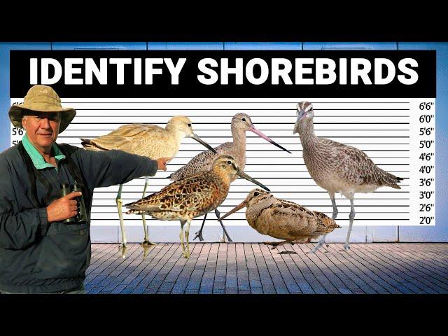 5 Tricks to Identify Shorebirds