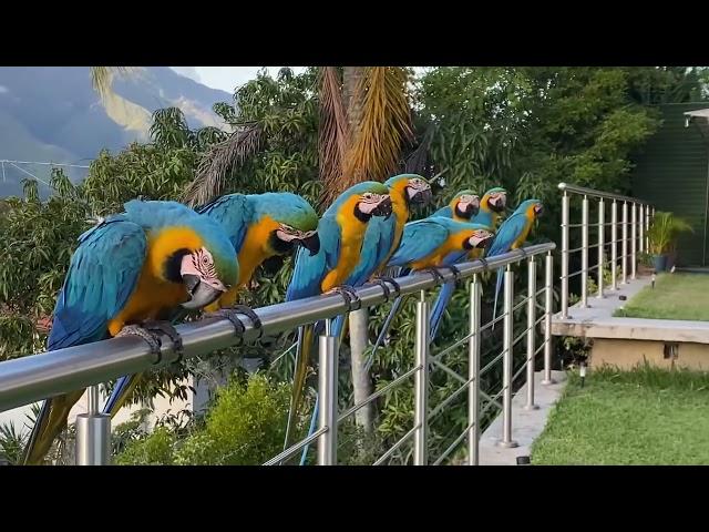 Wild Macaws in Caracas, Venezuela