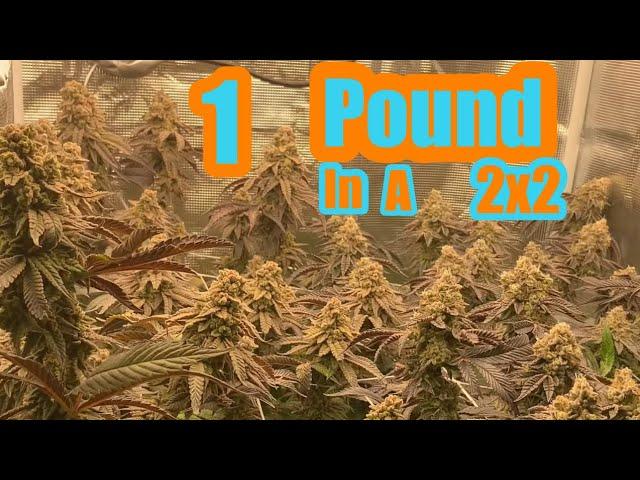 GROWING 1 POUND IN A 2X2 HOW TO GET BIG YIELDS IN SMALL SPACE