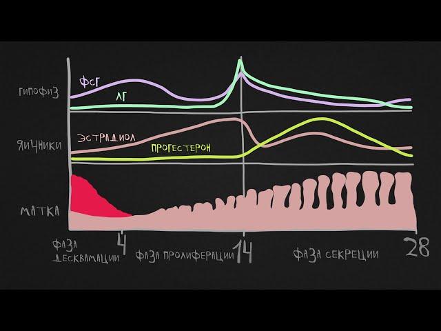 Менструальный цикл (яичниковый цикл, маточный цикл)