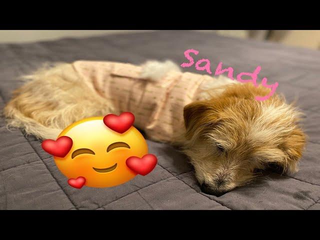Sandy's Foster Experience | Making a Dog Jacket DIY