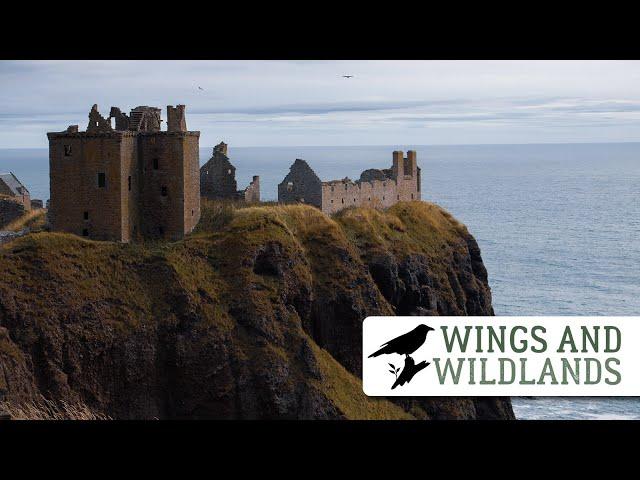Place Of Strength | Dunnottar Castle | Wings and Wildlands Episode 1