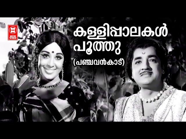 Kallipalakal Poothu | Panchavankaadu | Vayalar Ramavarma | KJ Yesudas | Sheela | Malayalam Old Song
