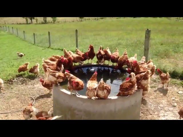 10000 Healthy Hens and Chickens Thanks to Tylosin | Free Range Chicken Farm