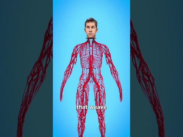 How Long Your Blood Vessels Are. Credits: @zachdfilms #vi #science #fypシ゚viral #subscribe #mrbeast