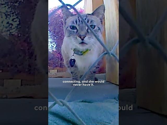 Cat Who Loves Gifting Trash Tries To Win Over His Cat Crush | The Dodo
