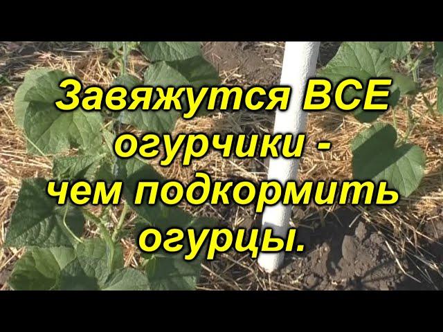 100 % все завязи на огурцах превратятся в зеленцы! Чем подкормить огурцы.