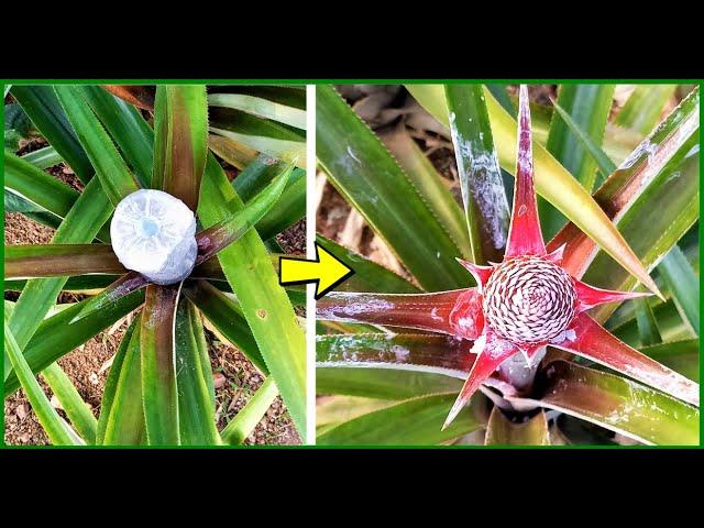 How to make any PINEAPPLE plant FLOWER | 2 easy methods