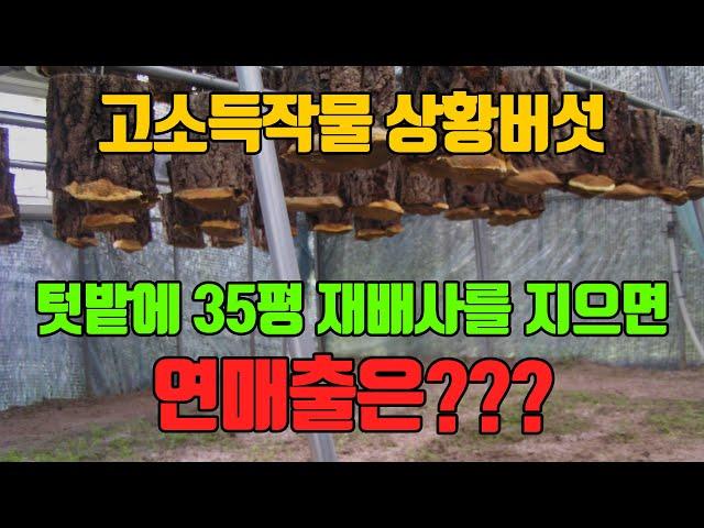 고소득 작물 상황버섯 재배, 시설비, 초기 투자비용, 연매출 자세히 공개!