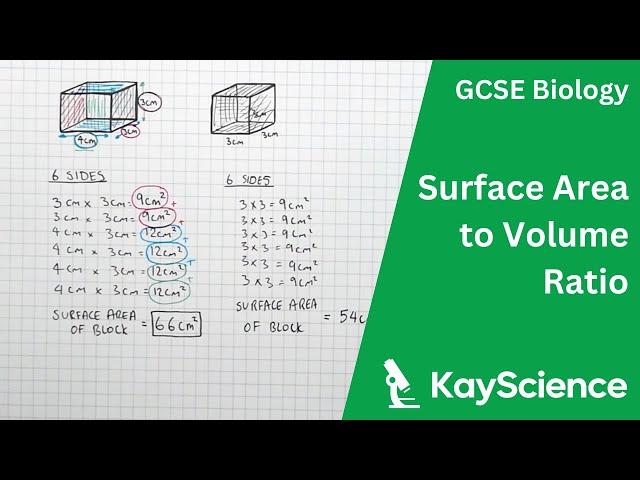 How to Calculate Surface Area to Volume Ratio - GCSE Biology | Kayscience.com