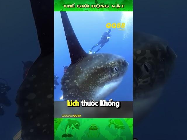 5 Sinh Vật Nhìn Như “Ác Quỷ” Nhưng Thật Ra Lại Vô Hại #thegioidongvat #animals #kienthuc