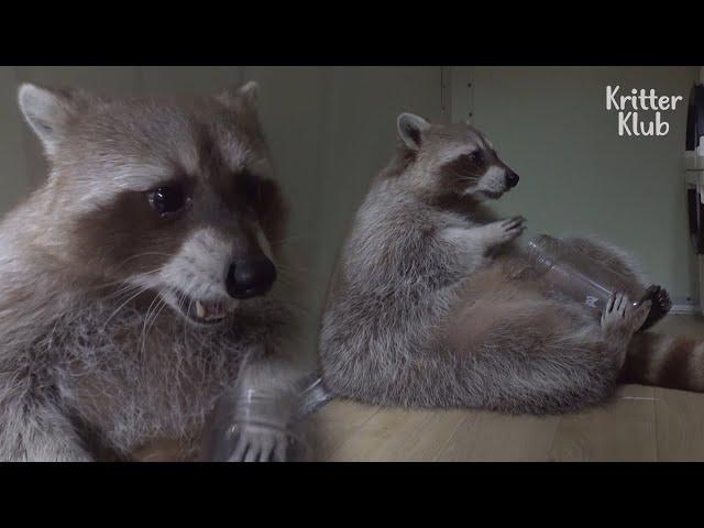 Vet's Shocked At The Amount Of Fat In This Raccoon (Part 2) | Kritter Klub