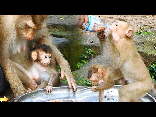 Libby hug baby Rainbow to have peanuts & milk breakfast, Rojo wants all bottle peanuts LOL