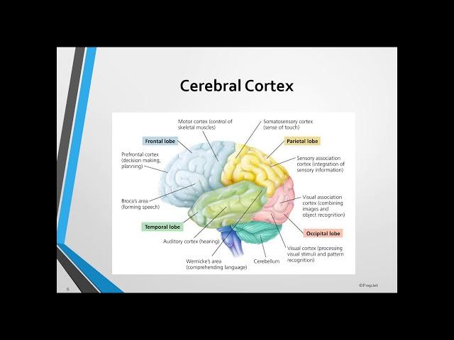 PrepJet EPPP Exam Video Lecture -  Physiological Psychology & Psychopharmacology Domain (Part 2)