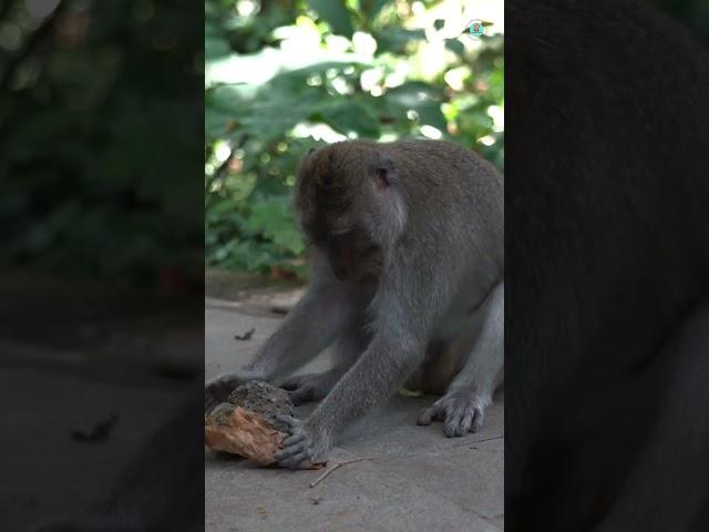 Life of Baboons: A Journey into the Baboon Family