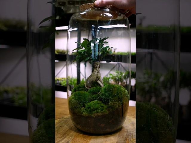 Make a GIANT bonsai terrarium