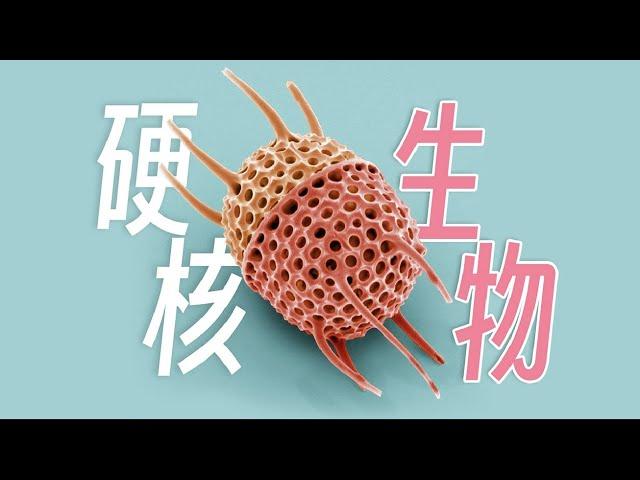 【鬼谷闲谈】以硅质构筑身体的硬核碳基生物