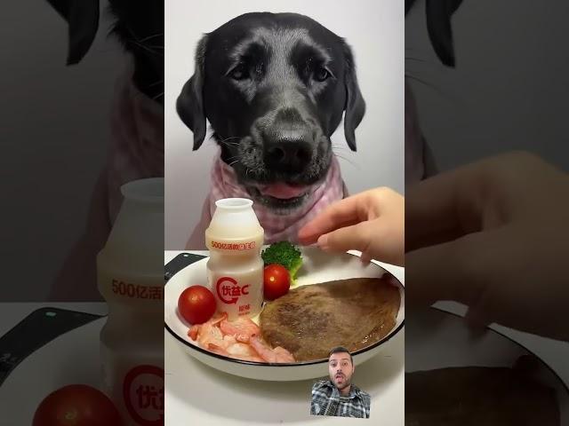 #dog #eatingshow #eating #labrador #eatingsounds #asmr #food