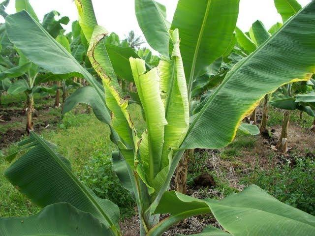 Banana Bunchy Top in Hawaii