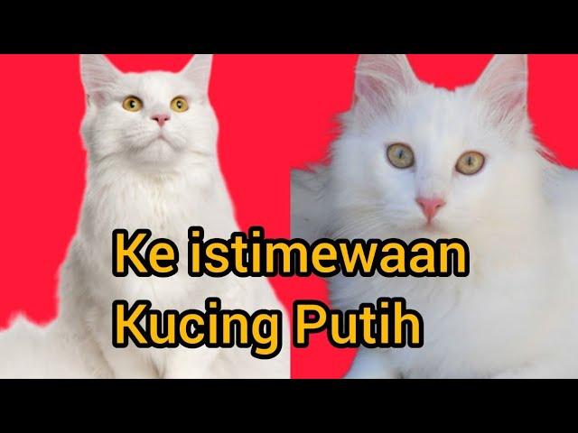 tahukah anda,5 fakta tentang kucing putih,