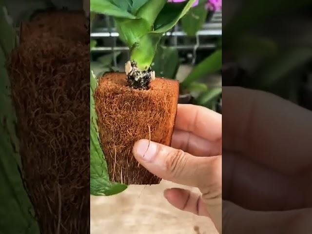 #shorts #viralshort #shortvideo #garden #flowers #gardenhub #green #messenger #orchid #nature #earth