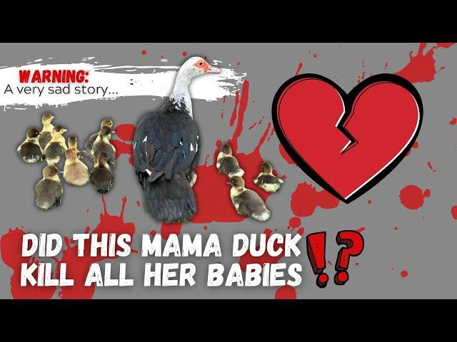 My Muscovy Hen Killed All Her Babies! (GRAPHIC)