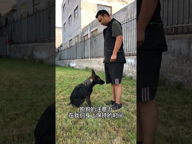 狗狗注意力训练方法#宠物狗 #训犬