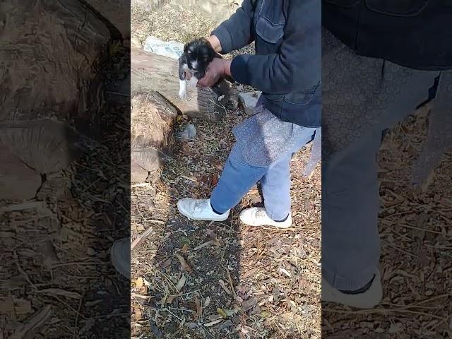 New Born Stray puppy mother calling sound | Mountain Village | Nature Buddies #viralshorts #ytshorts