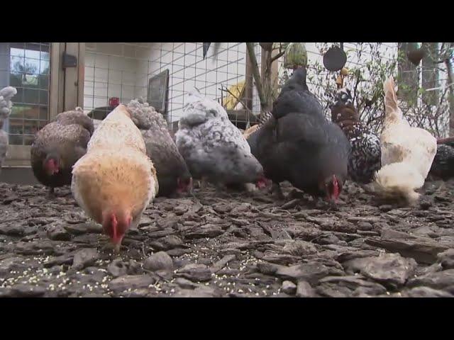 Bird Flu | California Senate committees discuss next steps as disease shows signs of slowing down