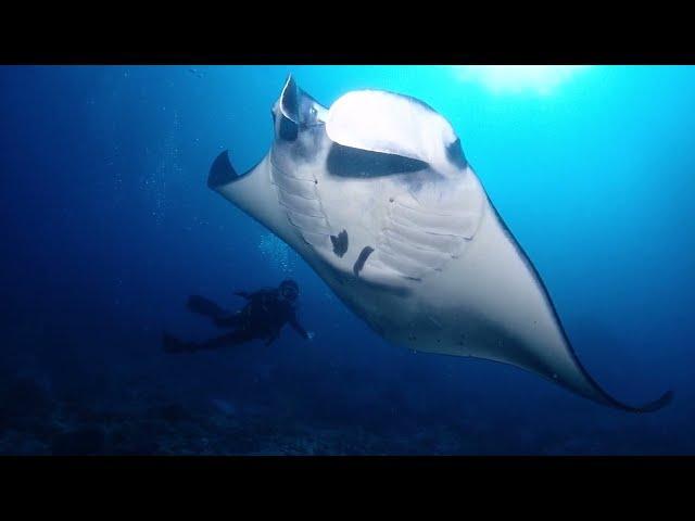 Diving in BALI 2023 - with the BEST rated diving school in all of Bali (Dive spot - Nusa Penida)