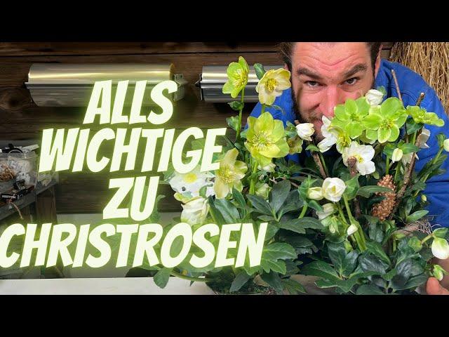 Alles über Christrosen - Die Königin vom Winter - Helleborus niger - Pflegetipps und mehr