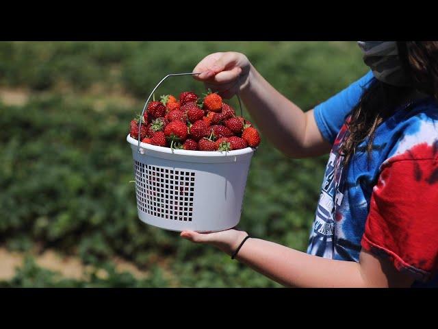 Farms with pick-your-own berries are open for business in N.J.