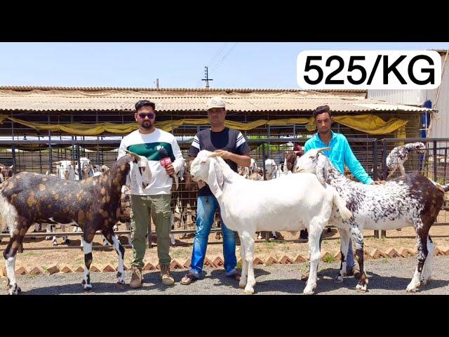 National Goat Farm, Modasa, Gujarat | 525/KG Gujri Khassi Goats