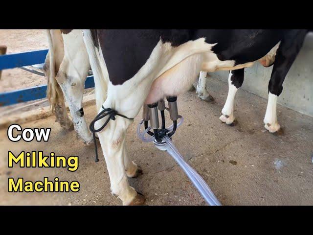 Automatic Milking Machine | New Business Ideas