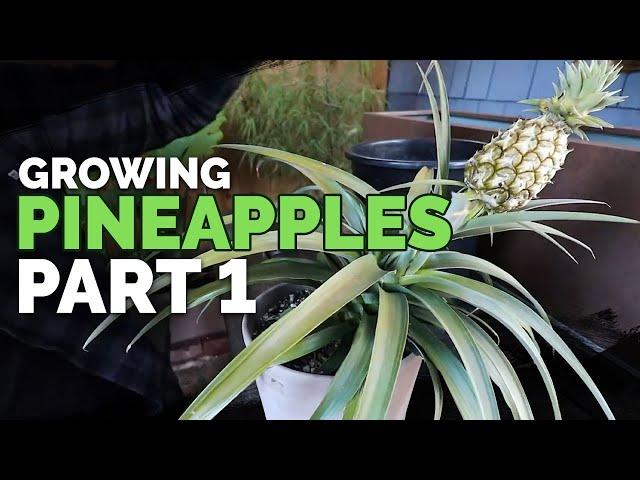 How to Grow Pineapple Part 1: Care and Propagation