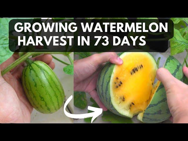 Grow yellow watermelon in 73 days | From seed to harvest!