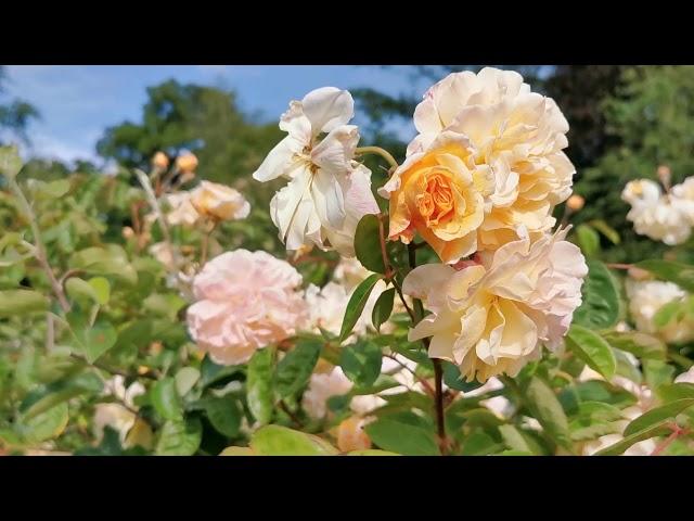 English Rose Garden Buff Rambler