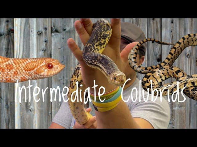 5 Great Intermediate Colubrids!