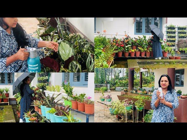 ಮಳೆಗಾಲ ಮುಗಿದ  ತಕ್ಷಣ ಮಾಡುವ Important Garden work  ? Fertiliser and Pesticides ಯಾವುದನ್ನು ಕೊಡಬೇಕು ?